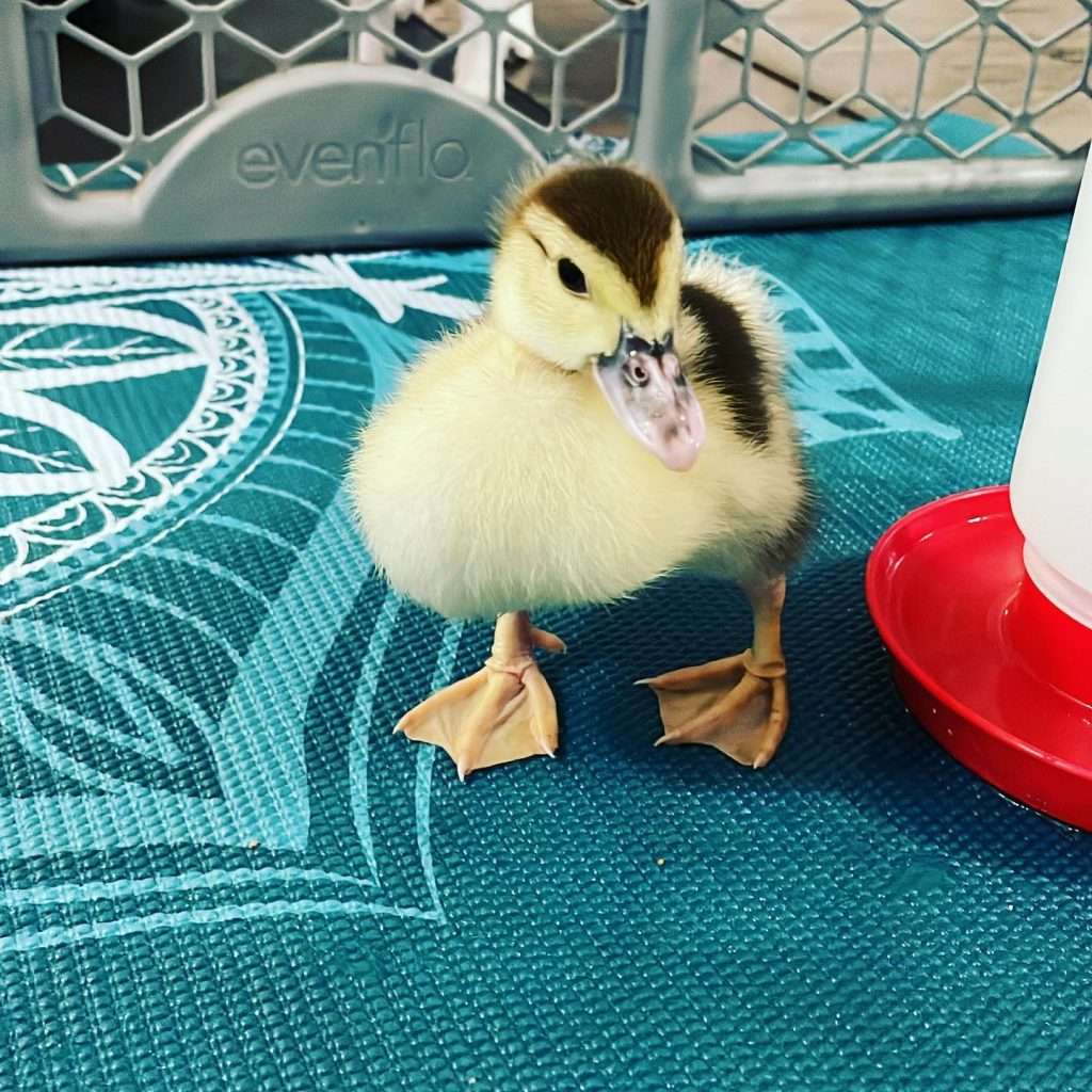 Duckling Who Was Rejected