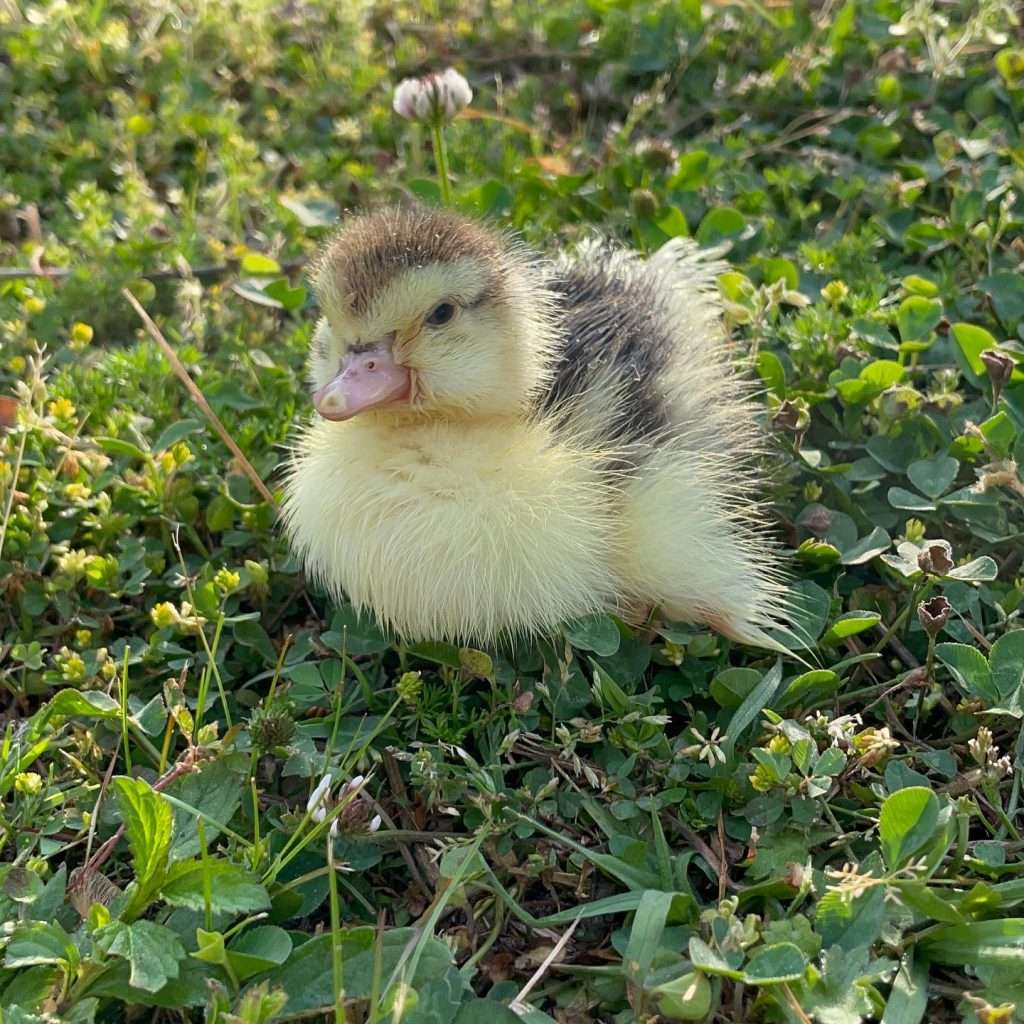 Duckling Who Was Rejected