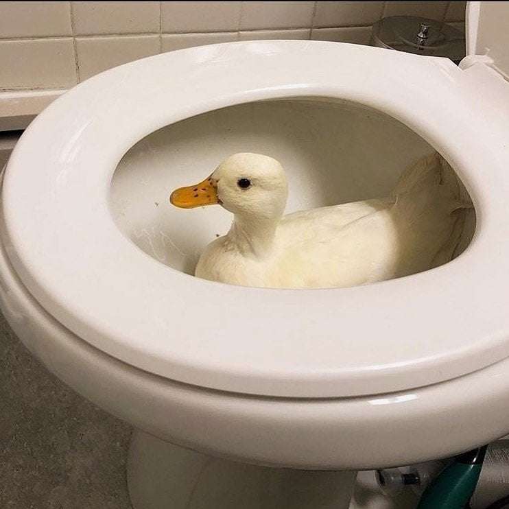 Why You Should Have A Duck