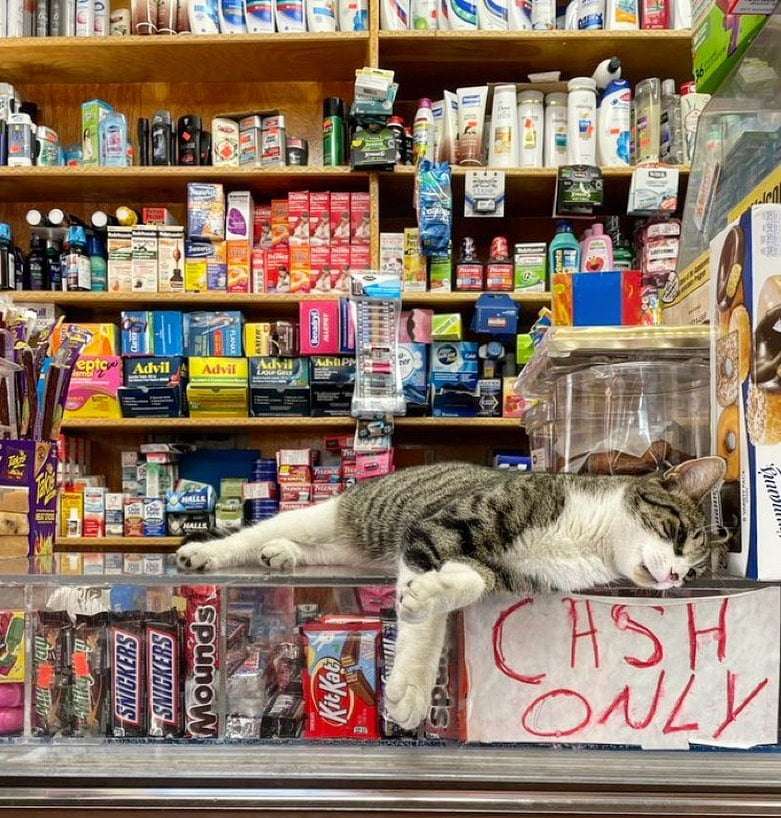 Bodega Cats in The Small Shop