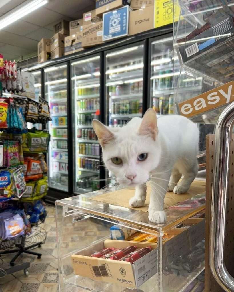 Bodega Cats in The Small Shop