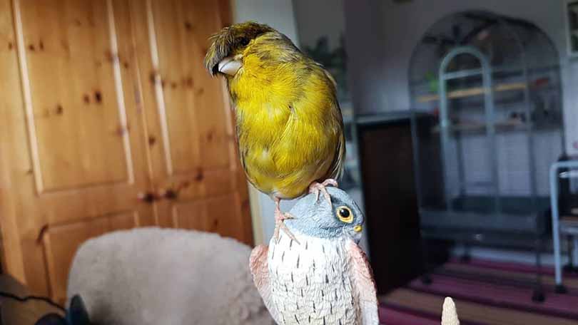 Meet Barry the Canary
