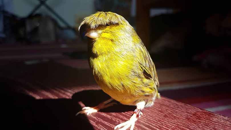 Meet Barry the Canary