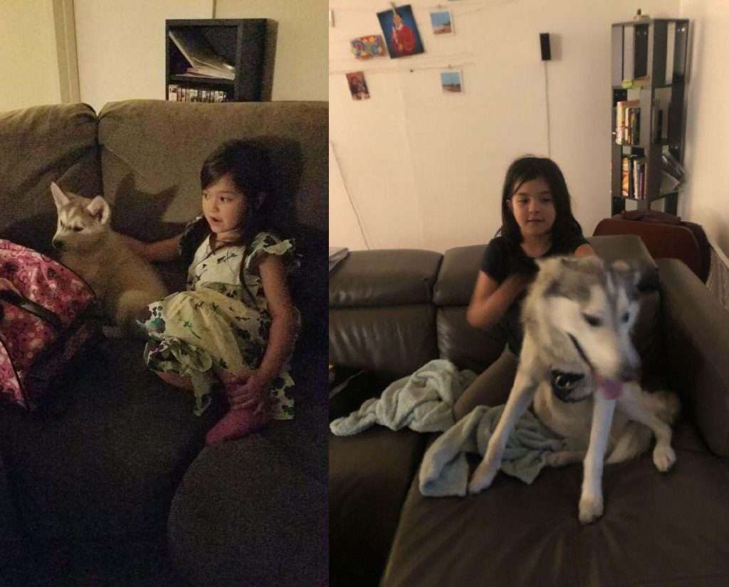 then and now photos of their puppy growing up