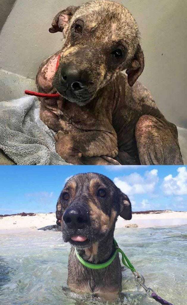 rescue dogs adoption