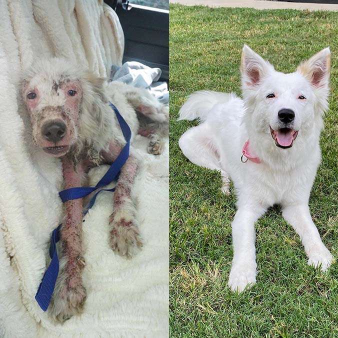 rescue dogs adoption