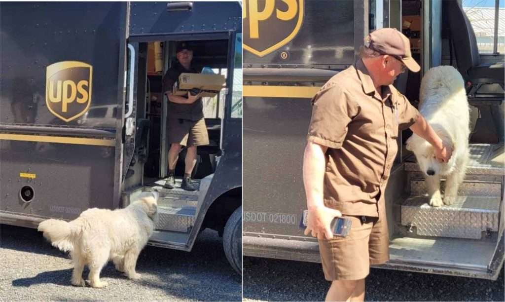 ups drivers made unexpected friendships with dogs