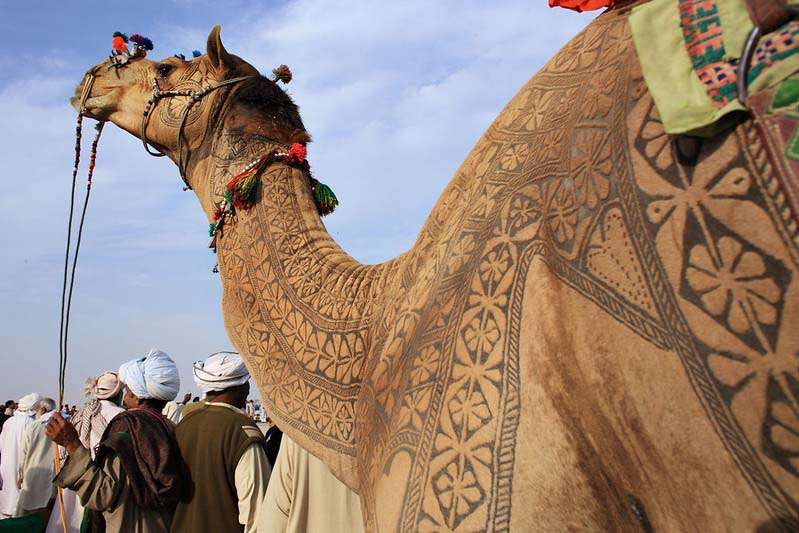 camel hair art at Bikaner Camel Festival