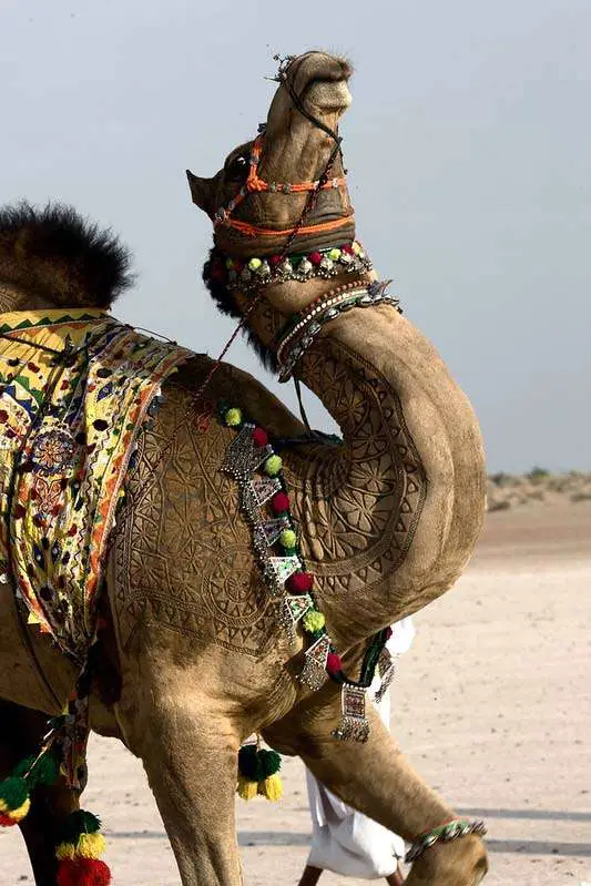 camel hair art at Bikaner Camel Festival