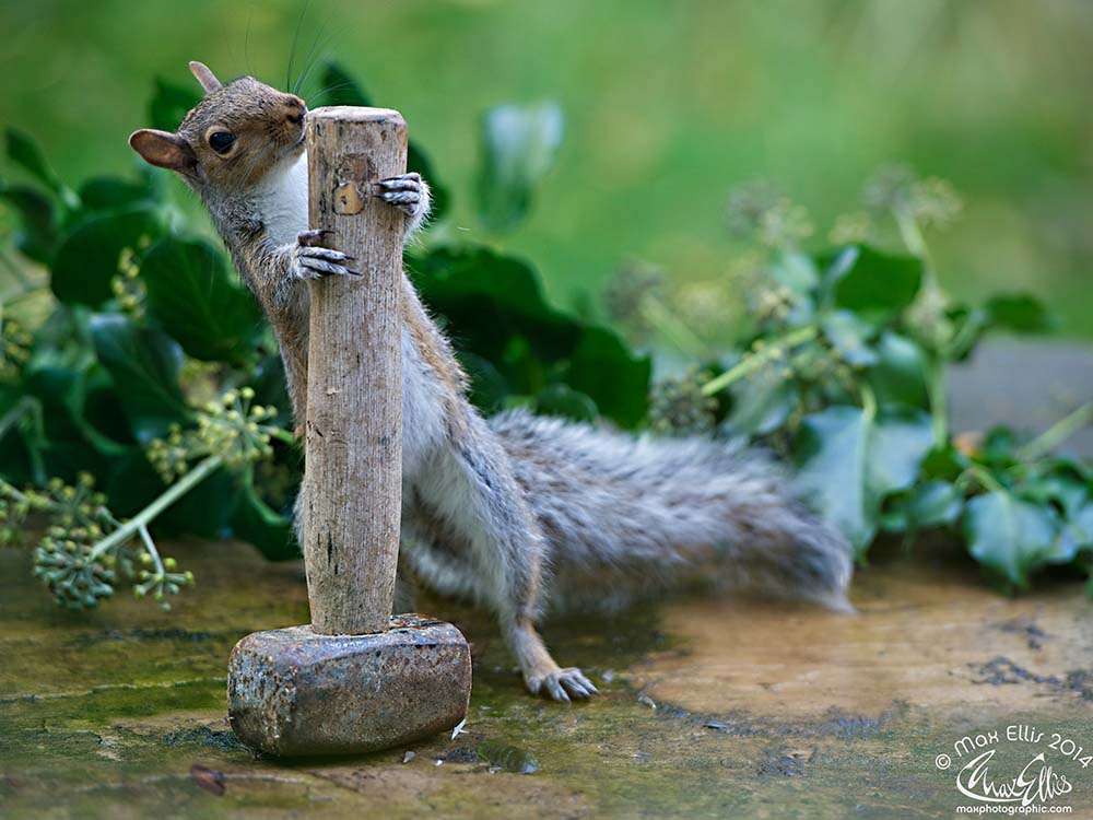 The Beauty Of The Endlessly Curious Squirrels