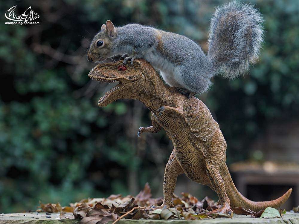 The Beauty Of The Endlessly Curious Squirrels