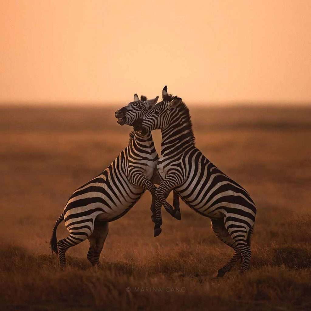 The Wildlife Photographer Captures The Unique Personalities Of Animals