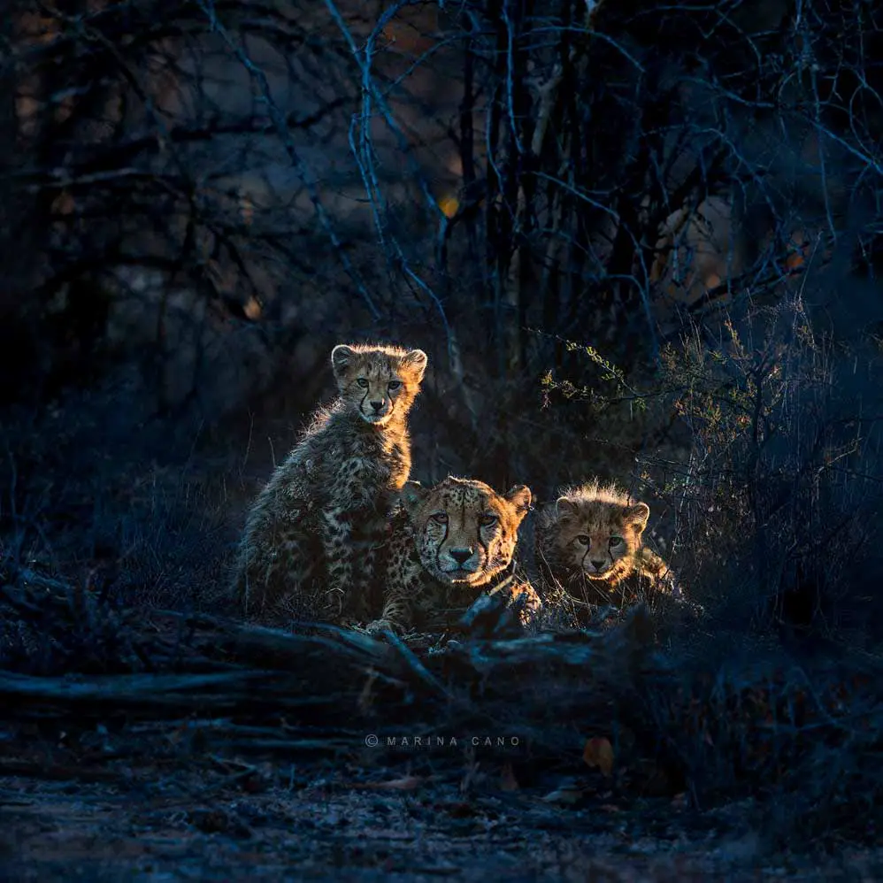 The Wildlife Photographer Captures The Unique Personalities Of Animals
