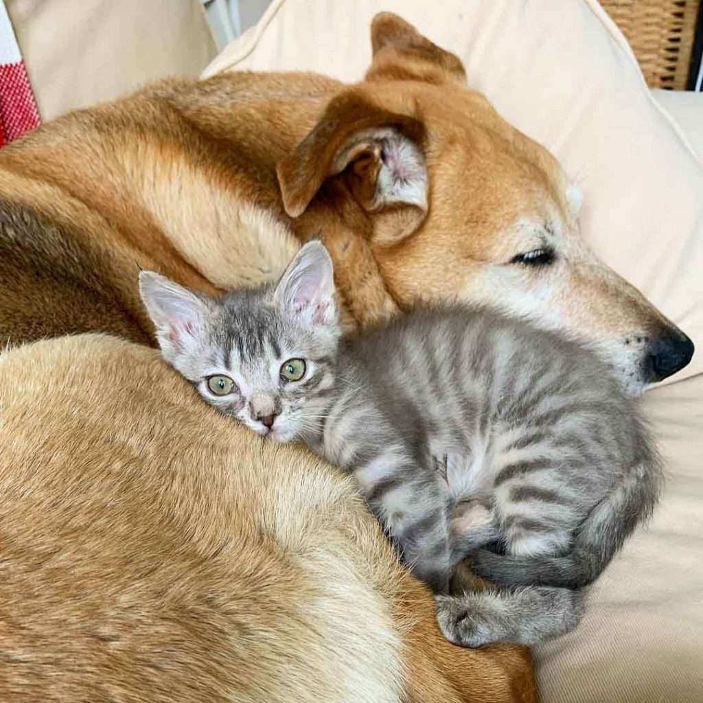 Dog Takes Care Of Every Rescue Kitten In This Cat Shelter