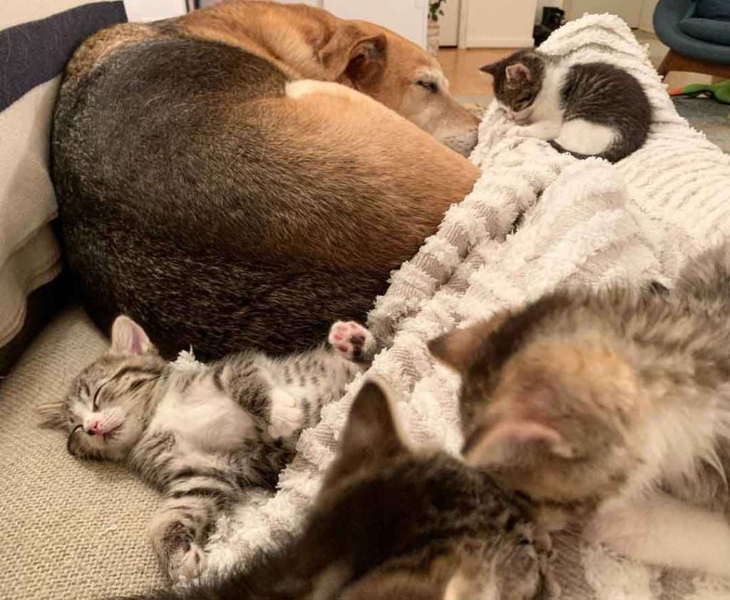 Dog Takes Care Of Every Rescue Kitten In This Cat Shelter