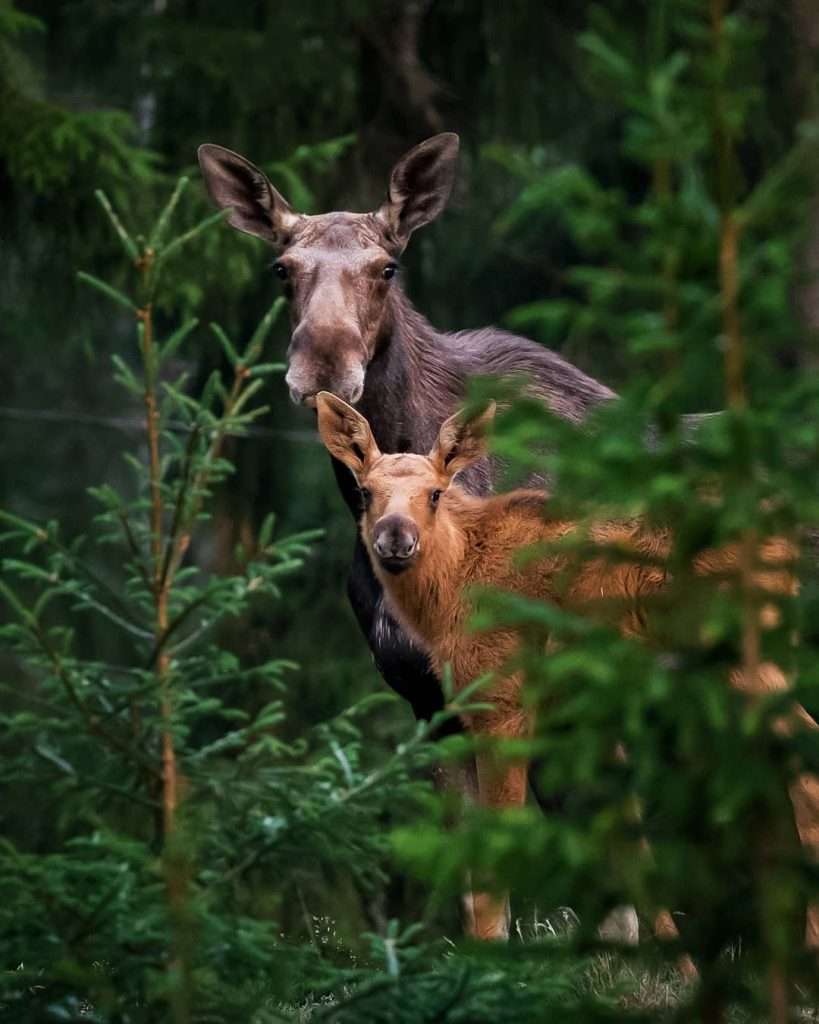 The Finnish Photographer Shoots Wild Animals