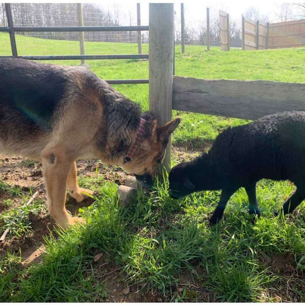 Meet Serge, The Kind German Shepherd Who Surprises His Owner