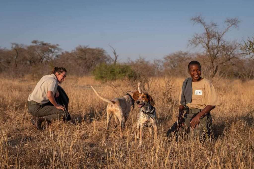 The Pack Of K9 Dogs Has So Far Rescued More Than 40 Rhinos