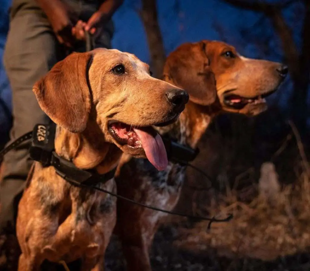 The Pack Of K9 Dogs Has So Far Rescued More Than 40 Rhinos